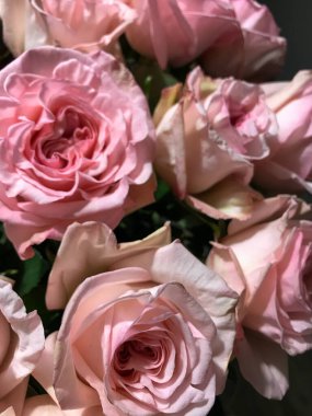 Güzel büyük güllere yakın. İnanılmaz doğal pembe renk. Düğün için güzel çiçekler, romantik sevgililer günü dekorasyonu ve kutlaması. Yumuşak yapraklarla dolu güzel bir çiçek..