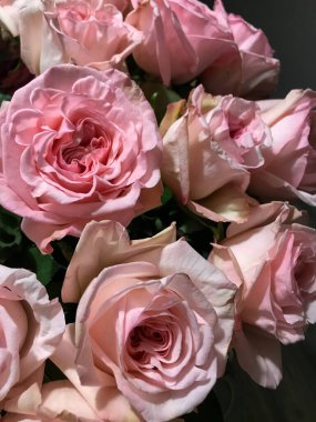 Güzel büyük güllere yakın. İnanılmaz doğal pembe renk. Düğün için güzel çiçekler, romantik sevgililer günü dekorasyonu ve kutlaması. Yumuşak yapraklarla dolu güzel bir çiçek..