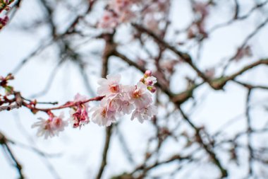 Sahada kurutulmuş otlar