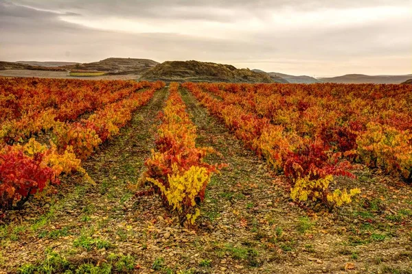 Vinhedo no Outono. La Rioja. Espanha . — Fotografia de Stock