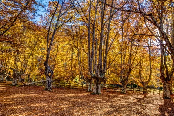 Sarria Bukowy Las Jesienią Znajduje Się Regionie Alava Hiszpania — Zdjęcie stockowe