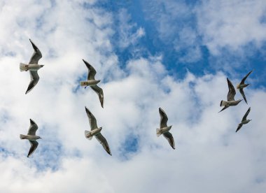 Martılar mavi gökyüzünde özgürce uçar.