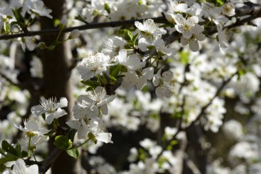 Nisan 'da canlanan ağaçları süsleyen beyaz bahar çiçekleri