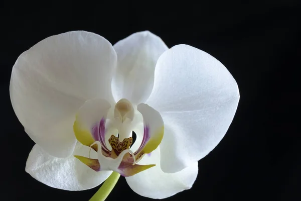 Крупный План Phalaenopsis Орхидеи Цветок Черном Фоне — стоковое фото