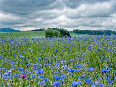 Fırtınadan önce mavi çiçek tarlası