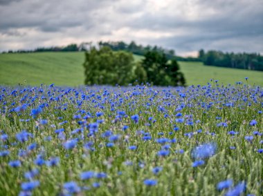 Fırtınadan önce çiçek tarlası