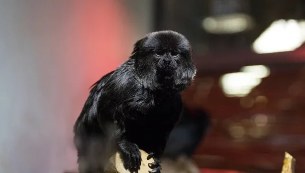 Ein kleiner schwarzer Affe sitzt auf einem Ast vor dem Hintergrund von Neonlampen — Stockfoto