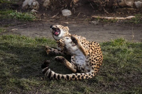 Çimenlerde oynayan bir leopar geri dönüyor ve kükrüyor. — Stok fotoğraf