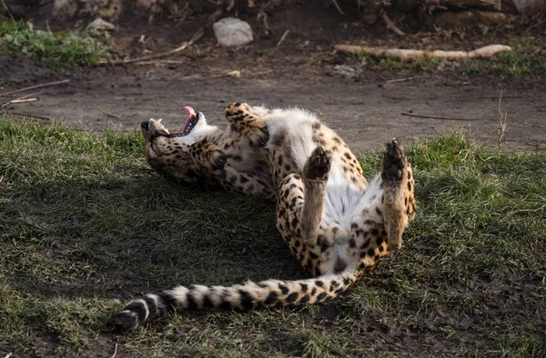 Leopar güneşli bir günde çimenlerde gülüp oynuyor.