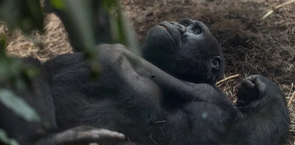 Gorilla auf dem Rücken liegend und nach einer Mahlzeit ein nachdenkliches Gesicht — Stockfoto