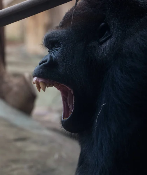 Ein brüllender Gorilla zeigt die Zähne eines sehr gefährlichen Affen — Stockfoto