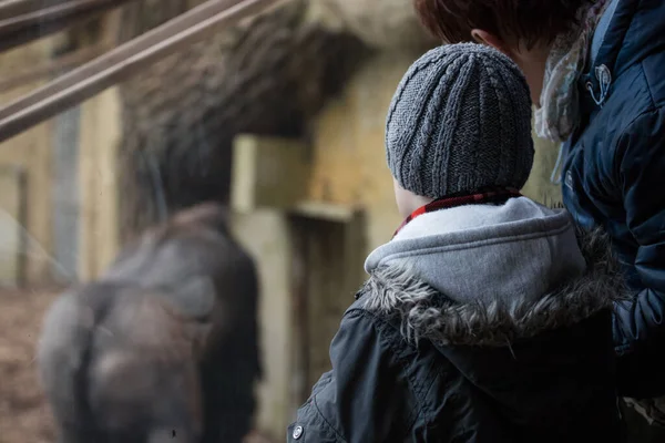 Enkel und Großmutter beobachten Tiere im Zoo — Stockfoto