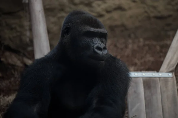 Ein großer schwarzer Gorilla beobachtet die Umgebung — Stockfoto