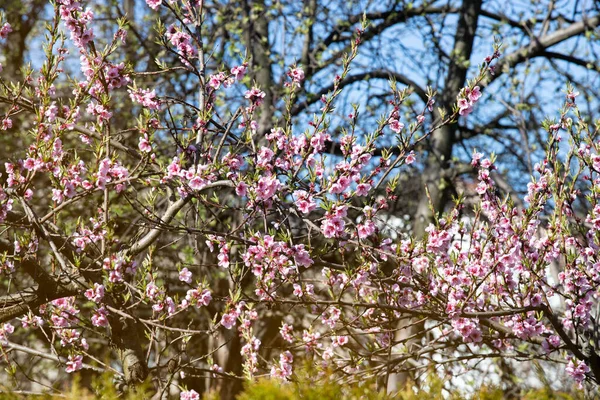 Pfirsichbaumblüten Garten — Stockfoto