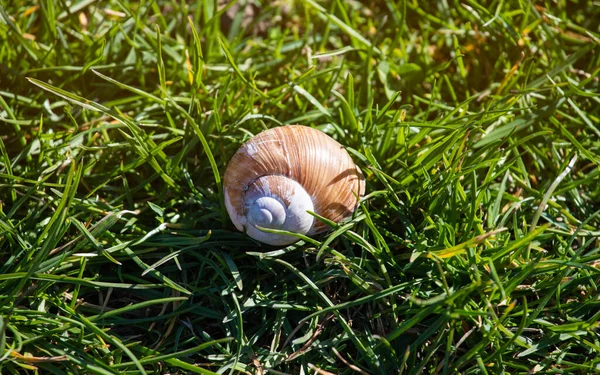 Snail Shell Green Sunny Grass — Stock Photo, Image