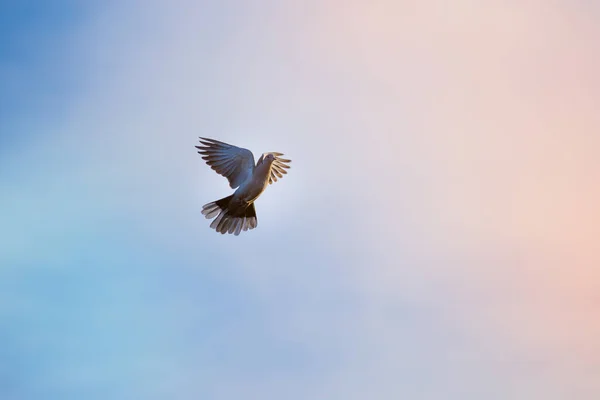 Oiseau Volant Contre Ciel Bleu Clair Concept Religieux Espoir — Photo