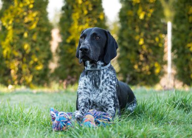 Alman Shorthair, Pointer 'ı oyuncağının yanında yatarken görmüş. Bir av köpeği efendisinden emir bekliyormuş.