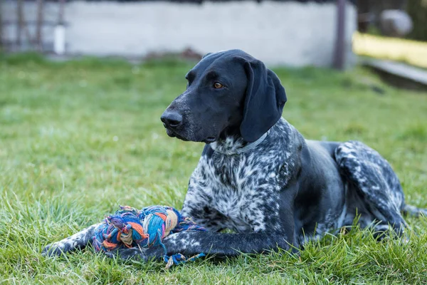 Chien Gardant Son Jouet Dans Jardin Jeune Chien Chasse Couché — Photo