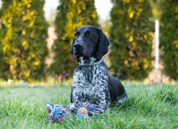 Alman Shorthair Pointer Oyuncağının Yanında Yatarken Görmüş Bir Köpeği Efendisinden — Stok fotoğraf