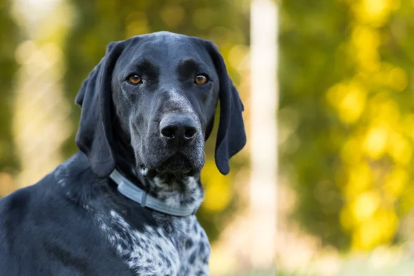 Portrait Chien Regardant Droit Devant Caméra Jeune Chien Chasse Dans — Photo