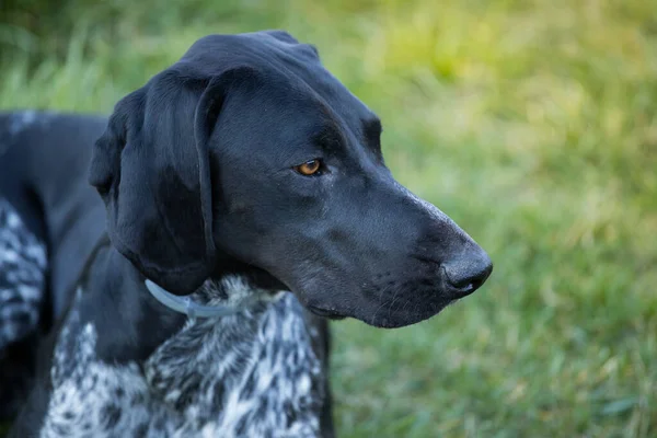 Profil Rapproché Jeune Pointeur Allemand Poil Court Chien Chasse Concentré — Photo