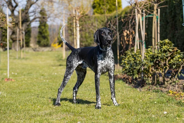 Silhuetten Ung Tysk Korthåret Pointer Venter Kommando Fra Mesteren Træning - Stock-foto