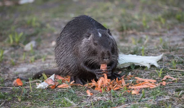 Coypu Овощи Естественной Обстановке — стоковое фото