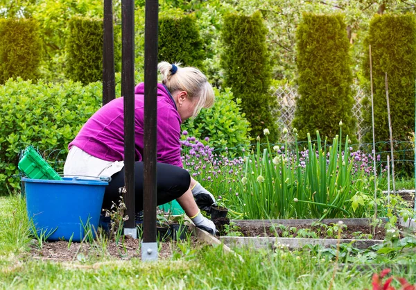 Ev bahçesine yeni fidanlar eken bir kadın. Kendi bahçenizi işletme fikri.