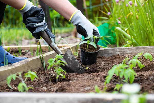 Ev bahçesine yeni salatalık tohumları ekiyorum. Taze organik sebze kavramı.