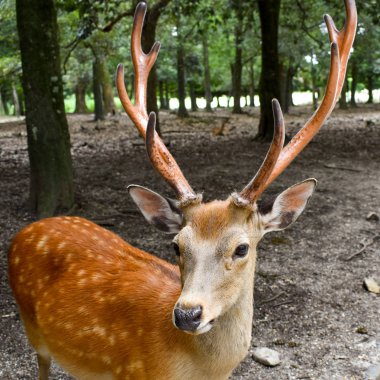 Japonya 'da Nara' da vahşi yaşam