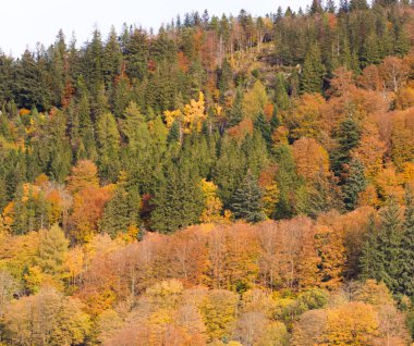 Sonbaharda ağaçların arkaplanı