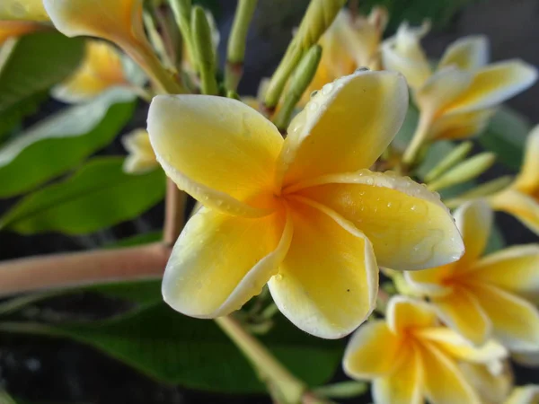 Frangipani Çiçeği Bulanık Yapraklı Plumeria Çiçeği — Stok fotoğraf