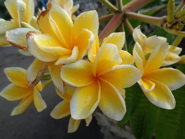 Vacker Gul Och Vit Plumeria Frangipani Blommor Naturlig Bakgrund — Stockfoto