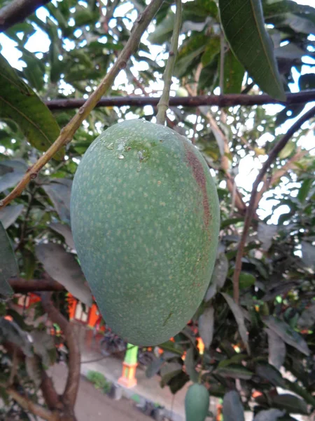 Green Mango Tropical Fruits Tree — Stock Photo, Image