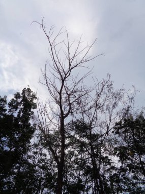 Bulutlu arka planda bazı bitkiler. Siyah beyaz gibi görünüyor.