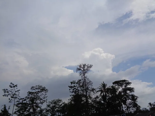 Alcune Piante Con Sfondo Cielo Nuvoloso Sembra Bianco Nero — Foto Stock