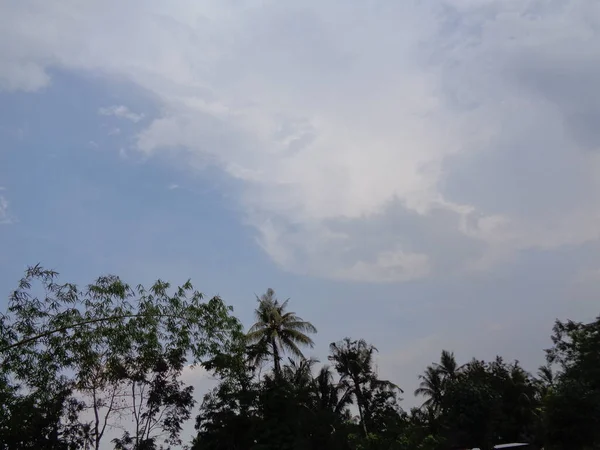 Algumas Plantas Com Fundo Céu Nublado Parece Preto Branco — Fotografia de Stock