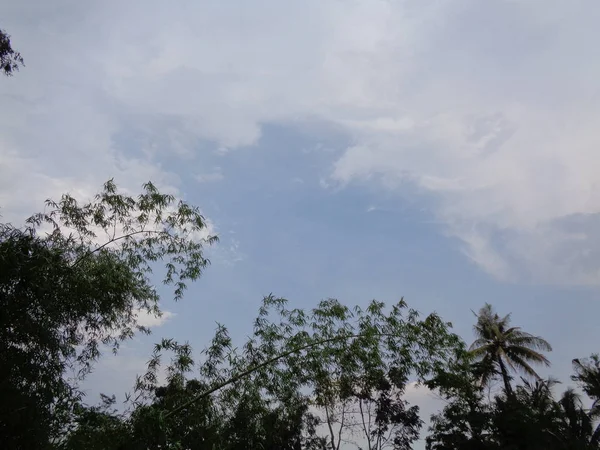 Beberapa Tanaman Dengan Langit Berawan Latar Belakang Terlihat Seperti Hitam — Stok Foto