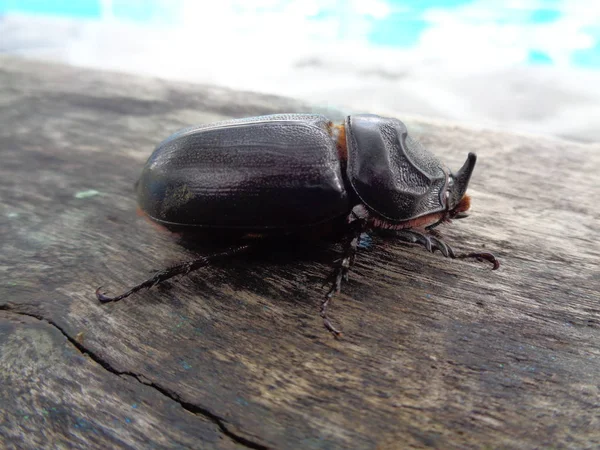 アジアのサイの甲虫 エキゾチックな動物 — ストック写真