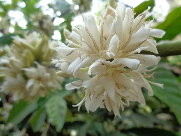 Flor Café Fechar — Fotografia de Stock