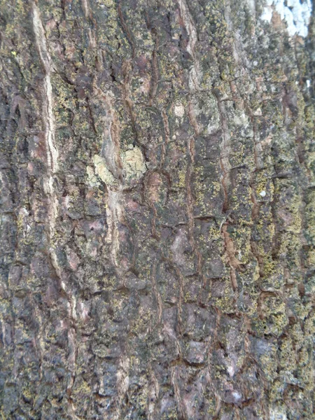 Mono Vaina Árbol Corteza Fondo Natural — Foto de Stock