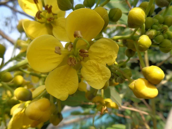 Giallo Jowar Siamese Senna Fiore Con Sfondo Naturale — Foto Stock