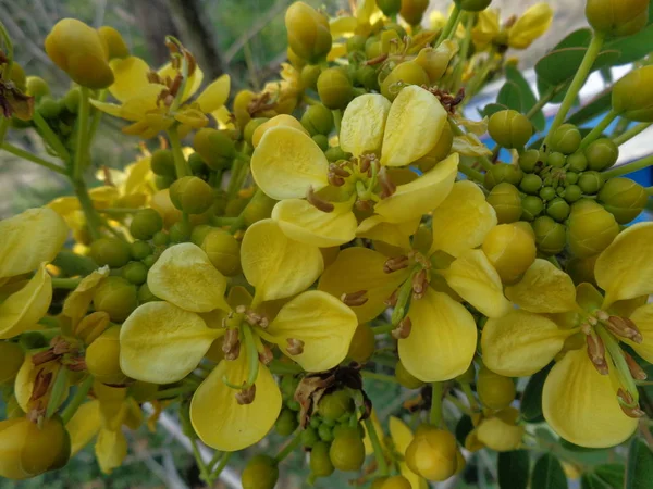 Siamese Senna Κίτρινο Jowar Λουλούδι Φυσικό Φόντο — Φωτογραφία Αρχείου