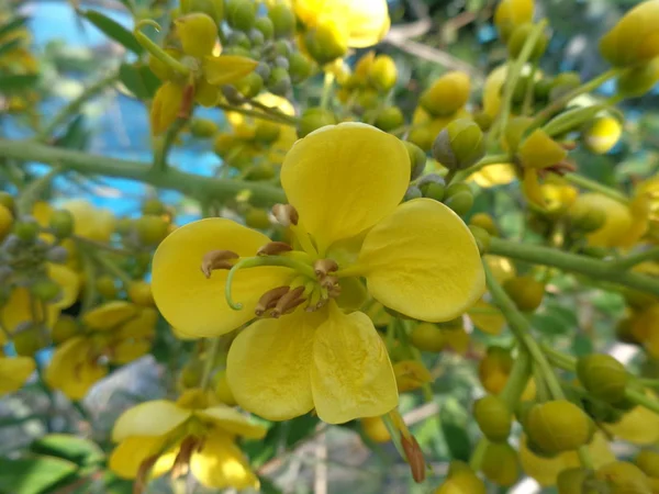 Sena Siamesa Jowar Amarelo Flor Com Fundo Natural — Fotografia de Stock