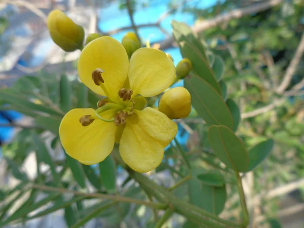 Sena Siamesa Jowar Amarelo Flor Com Fundo Natural — Fotografia de Stock