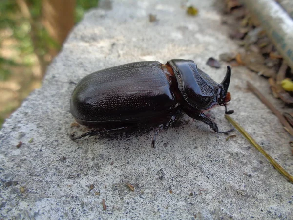 Asiatic rhinoceros beetle the exotic animal from asia (indonesia)