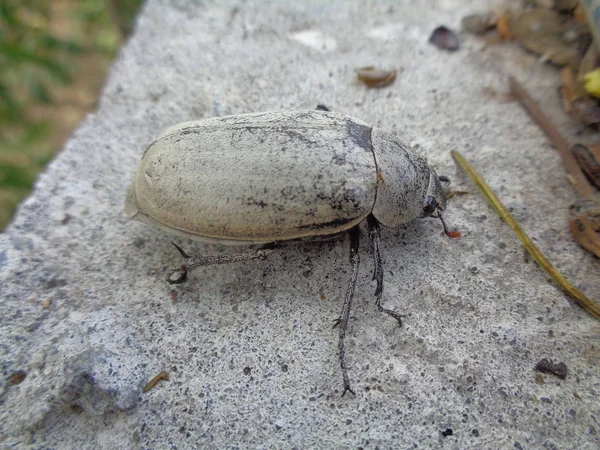 Lepidiota Stigma Ampal Das Exotische Tier Aus Asien Indonesien — Stockfoto