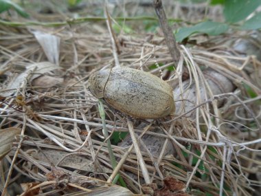 Lepidiota stigma (ampal) Asya 'dan gelen egzotik hayvan (Endonezya))