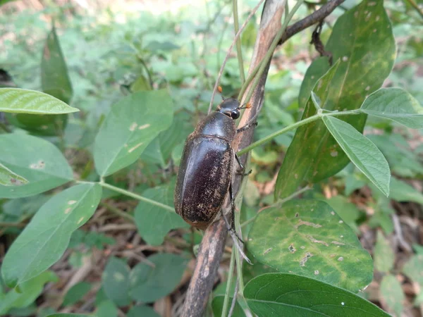 Lepidiota Estigma Ampal Animal Exótico Asia Indonesia —  Fotos de Stock