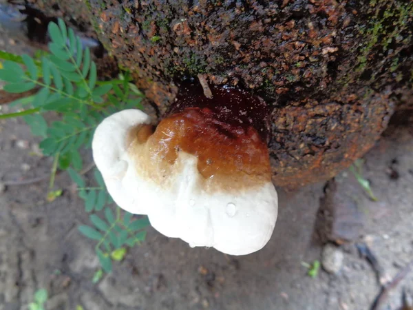 Ganoderma Applanatum Természetes Háttérrel — Stock Fotó